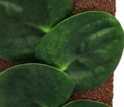Schindelkletterpflanze - Rhaphidophora celatocaulis am Kratistestab