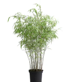 Schirmbambus 'Fargesia rufa'