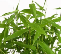 Schirmbambus 'Jumbo', 18er-Set