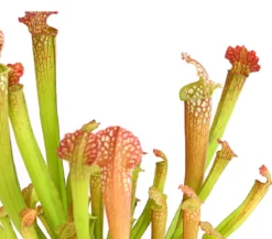 Schlauchpflanze - Sarracenia Hybride