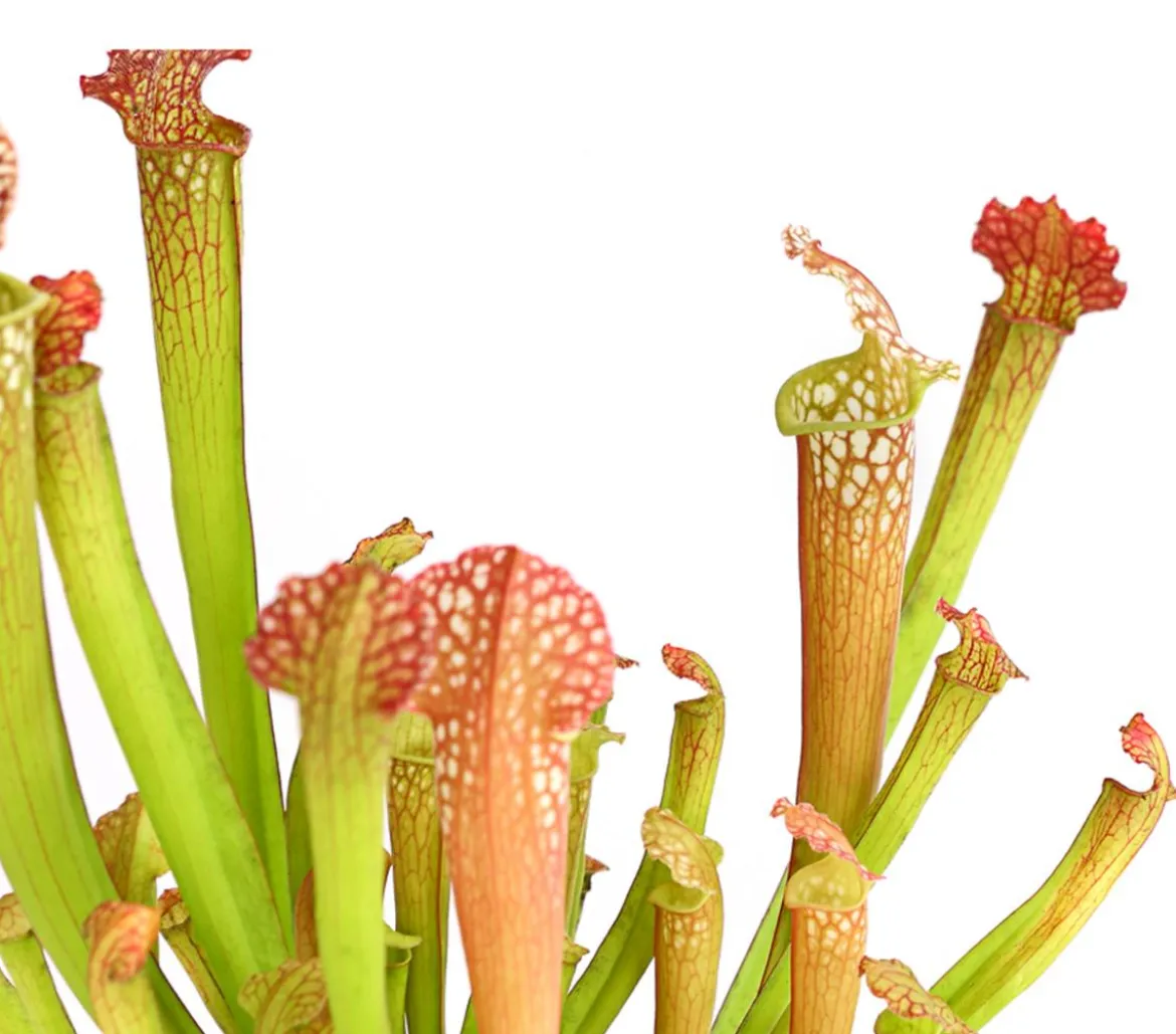 Schlauchpflanze - Sarracenia Hybride