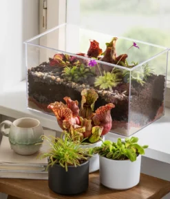 Schlauchpflanze - Sarracenia Hybride