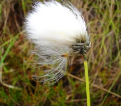 Schmalblättriges Wollgras