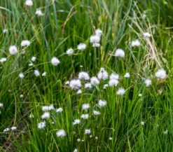 Schmalblättriges Wollgras