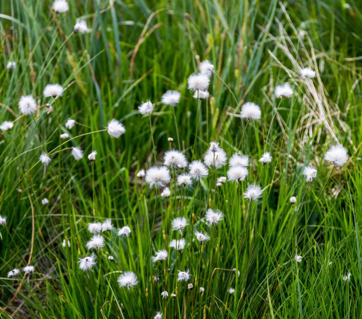 Schmalblättriges Wollgras
