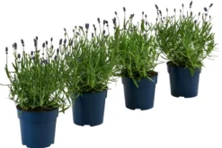 Schmetterlings-Lavendel 'Royal Blue', 4er-Set