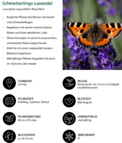 Schmetterlings-Lavendel 'Royal Blue', 4er-Set