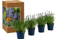 Schmetterlings-Lavendel 'Royal Blue', 4er-Set