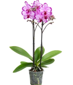 Schmetterlingsorchidee - Phalaenopsis cultivars 'Toshi'