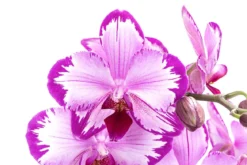 Schmetterlingsorchidee - Phalaenopsis cultivars 'Toshi'