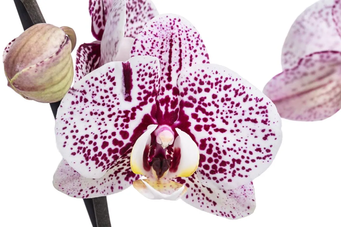 Schmetterlingsorchidee - Phalaenopsis cultivars 'Dutch Beauty'