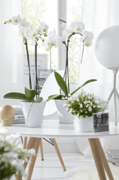 Schmetterlingsorchidee - Phalaenopsis cultivars 'Umbrella', verschiedene Sorten