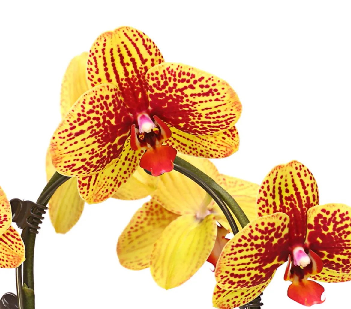 Schmetterlingsorchidee - Phalaenopsis cultivars 'Umbrella', verschiedene Sorten
