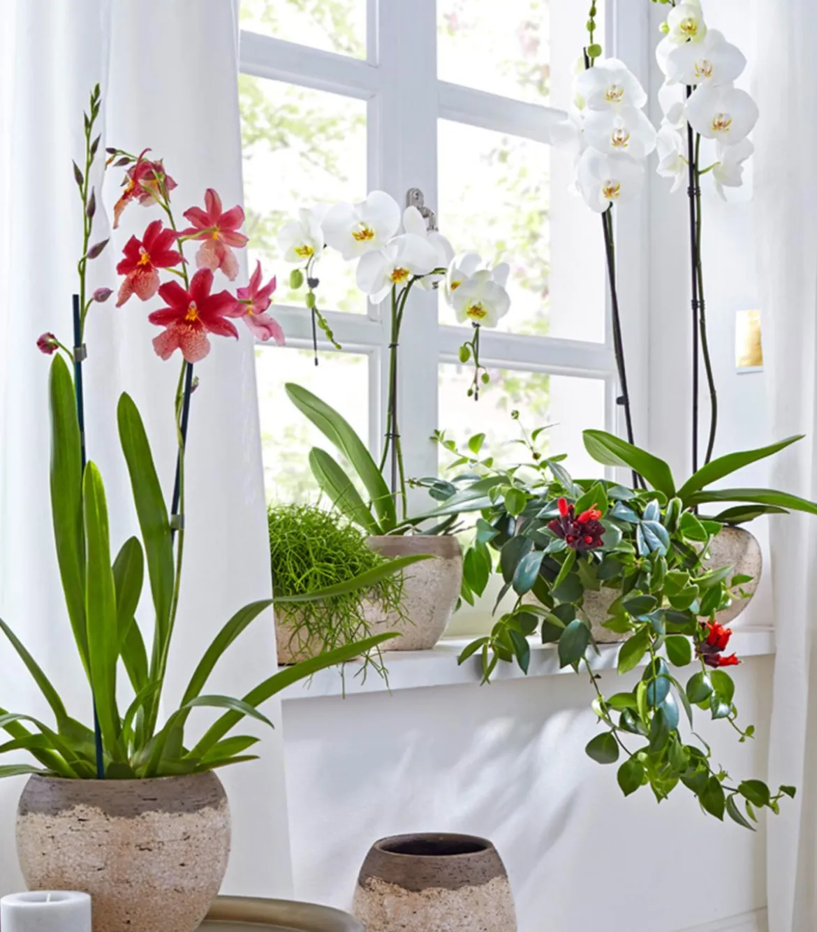 Schmetterlingsorchidee - Phalaenopsis cultivars 'Umbrella', verschiedene Sorten