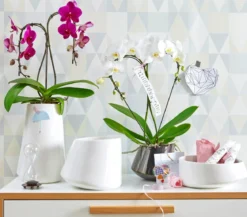 Schmetterlingsorchidee - Phalaenopsis cultivars 'Umbrella', verschiedene Sorten