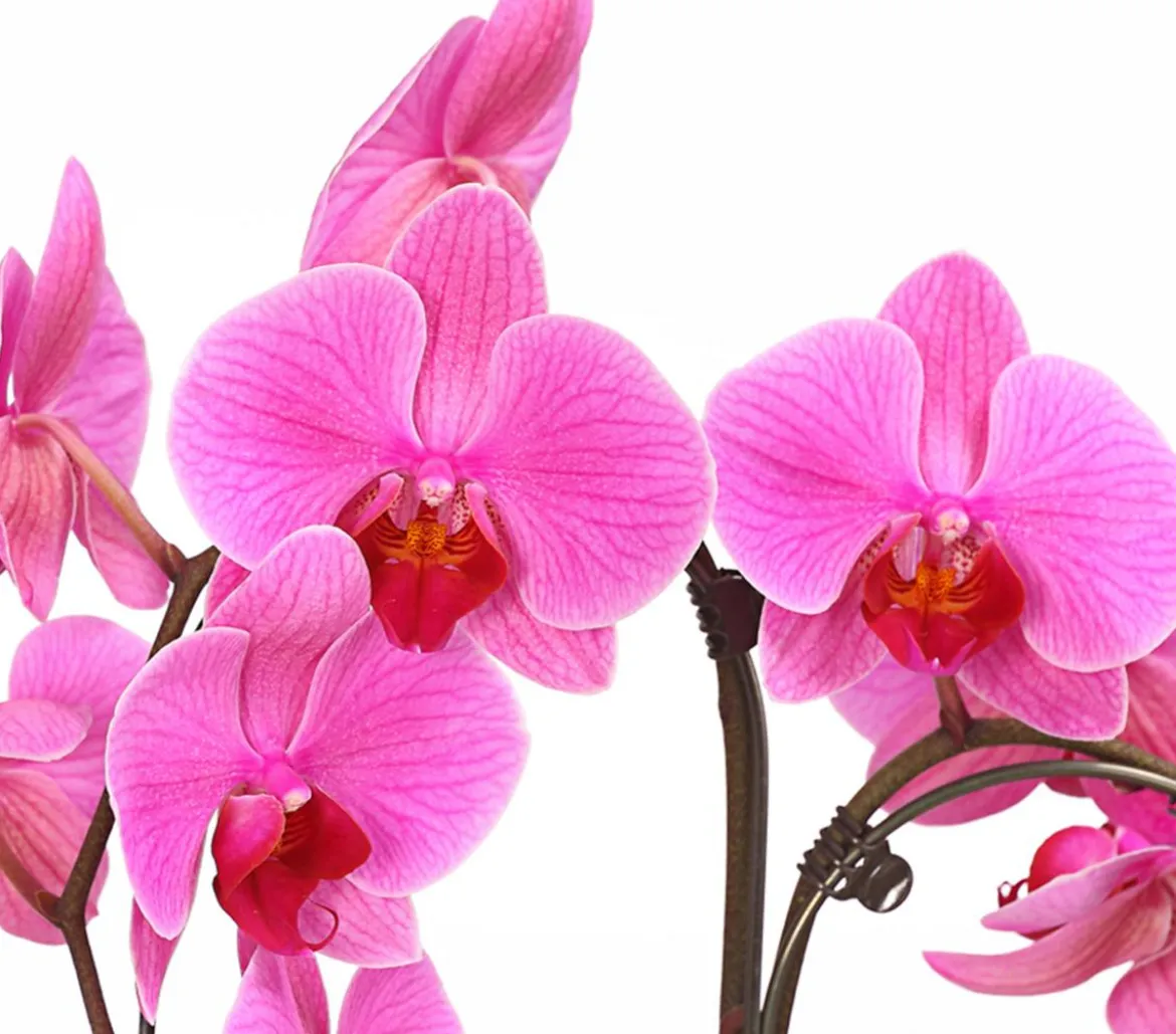 Schmetterlingsorchidee - Phalaenopsis cultivars 'Umbrella', verschiedene Sorten