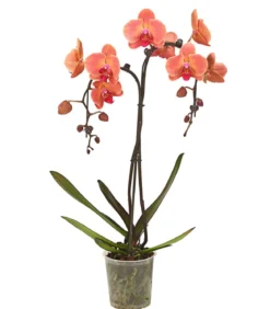 Schmetterlingsorchidee - Phalaenopsis cultivars 'Umbrella', verschiedene Sorten