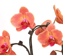 Schmetterlingsorchidee - Phalaenopsis cultivars 'Umbrella', verschiedene Sorten