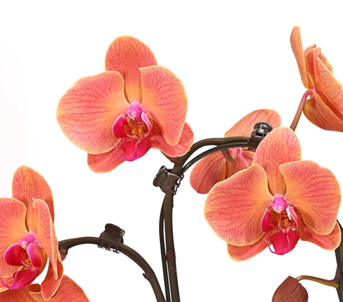 Schmetterlingsorchidee - Phalaenopsis cultivars 'Umbrella', verschiedene Sorten