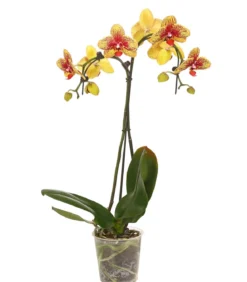 Schmetterlingsorchidee - Phalaenopsis cultivars 'Umbrella', verschiedene Sorten