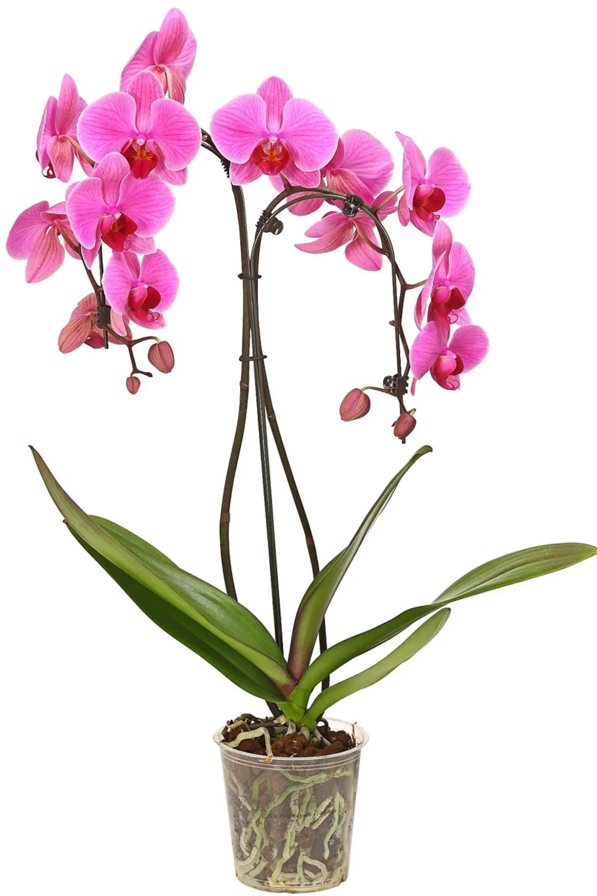 Schmetterlingsorchidee - Phalaenopsis cultivars 'Umbrella', verschiedene Sorten