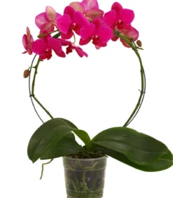 Schmetterlingsorchidee - Phalaenopsis cultivars, Bogen, verschiedene Sorten