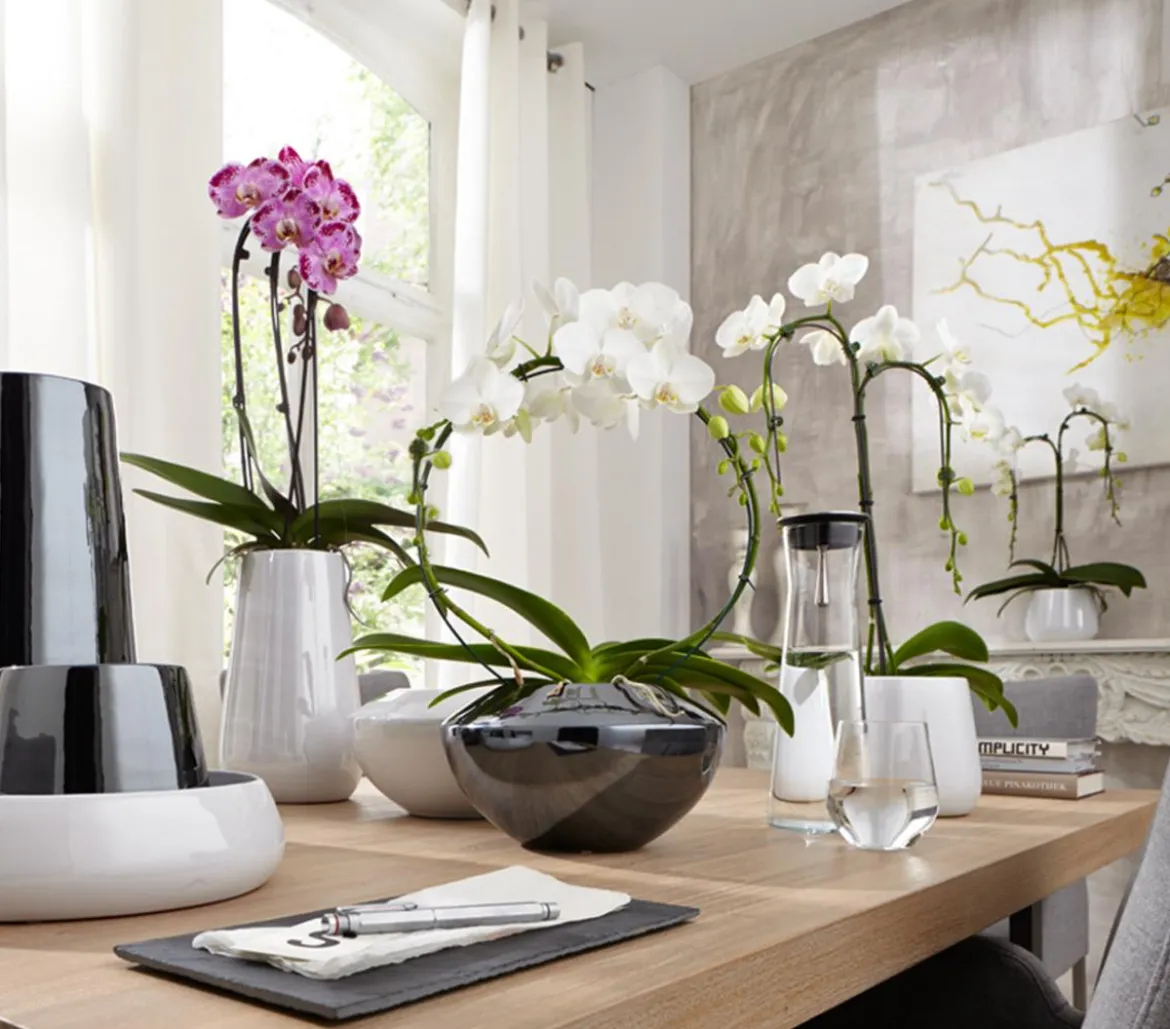Schmetterlingsorchidee - Phalaenopsis cultivars, Bogen, verschiedene Sorten
