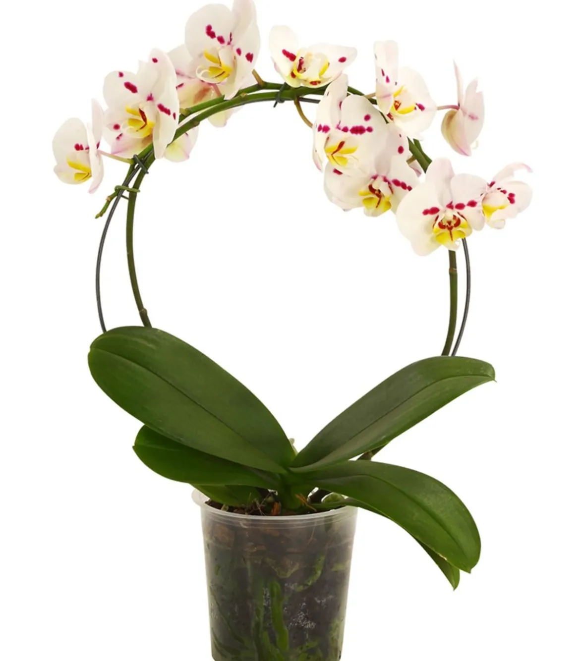 Schmetterlingsorchidee - Phalaenopsis cultivars, Bogen, verschiedene Sorten