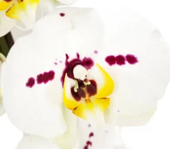 Schmetterlingsorchidee - Phalaenopsis cultivars, Bogen, verschiedene Sorten