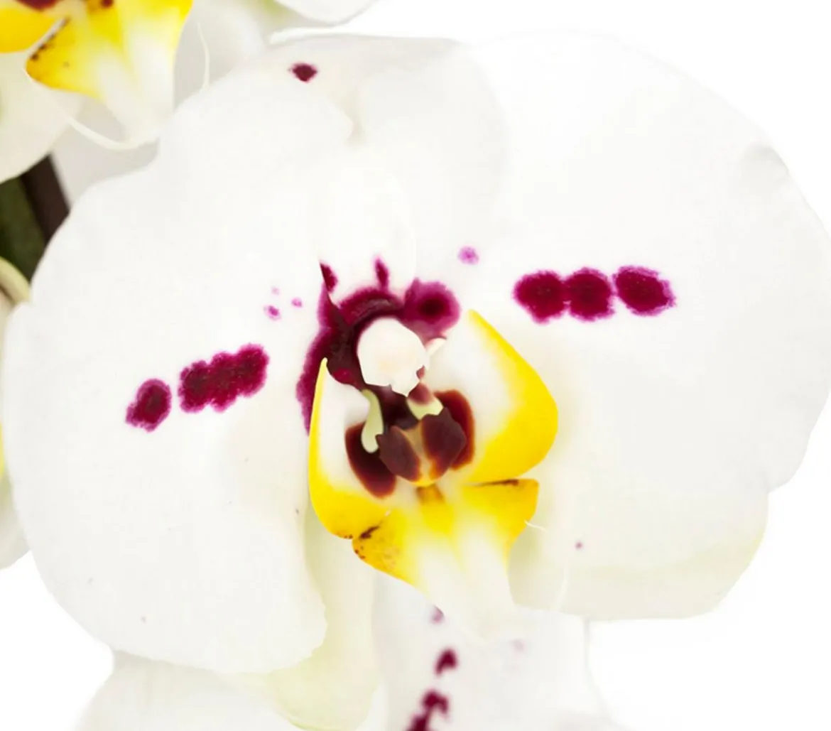 Schmetterlingsorchidee - Phalaenopsis cultivars, Bogen, verschiedene Sorten