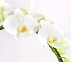 Schmetterlingsorchidee - Phalaenopsis cultivars, Bogen, verschiedene Sorten