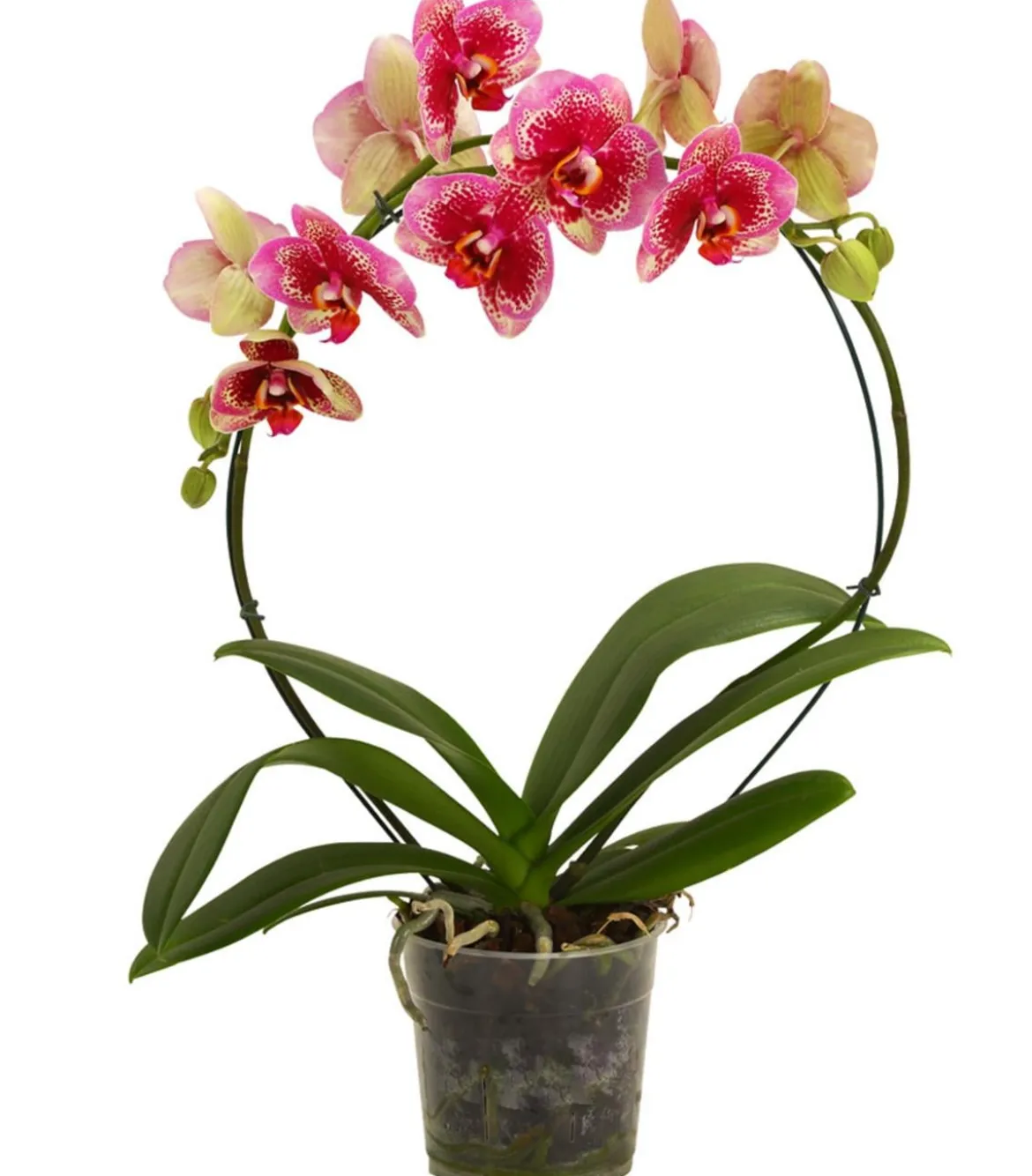 Schmetterlingsorchidee - Phalaenopsis cultivars, Bogen, verschiedene Sorten