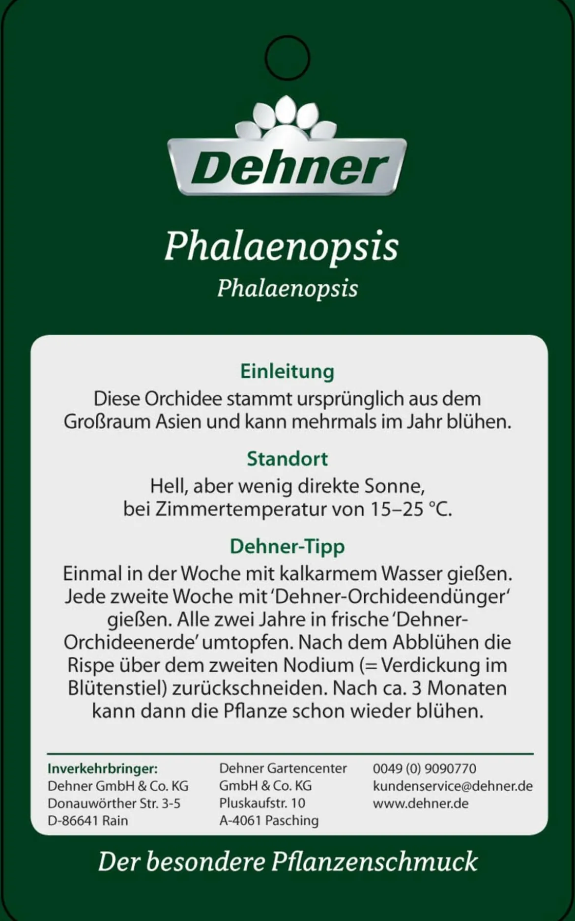 Schmetterlingsorchidee - Phalaenopsis cultivars, Bogen, verschiedene Sorten