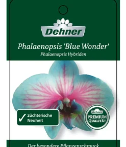 Schmetterlingsorchidee - Phalaenopsis Cultivars 'Blue Wonder', Kaskade