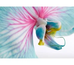Schmetterlingsorchidee - Phalaenopsis Cultivars 'Blue Wonder', Kaskade