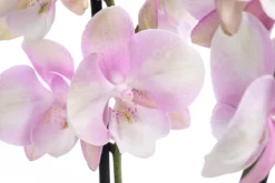 Schmetterlingsorchidee - Phalaenopsis cultivars 'Venetian Carnival'