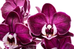 Schmetterlingsorchidee - Phalaenopsis cultivars 'Yuka'