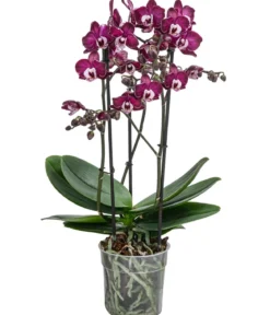 Schmetterlingsorchidee - Phalaenopsis cultivars 'Yuka'