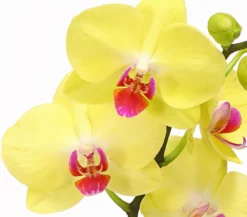 Schmetterlingsorchidee - Phalaenopsis cultivars 'Crossing', verschiedene Farben