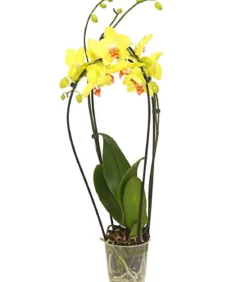 Schmetterlingsorchidee - Phalaenopsis cultivars 'Crossing', verschiedene Farben