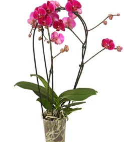 Schmetterlingsorchidee - Phalaenopsis cultivars 'Crossing', verschiedene Farben