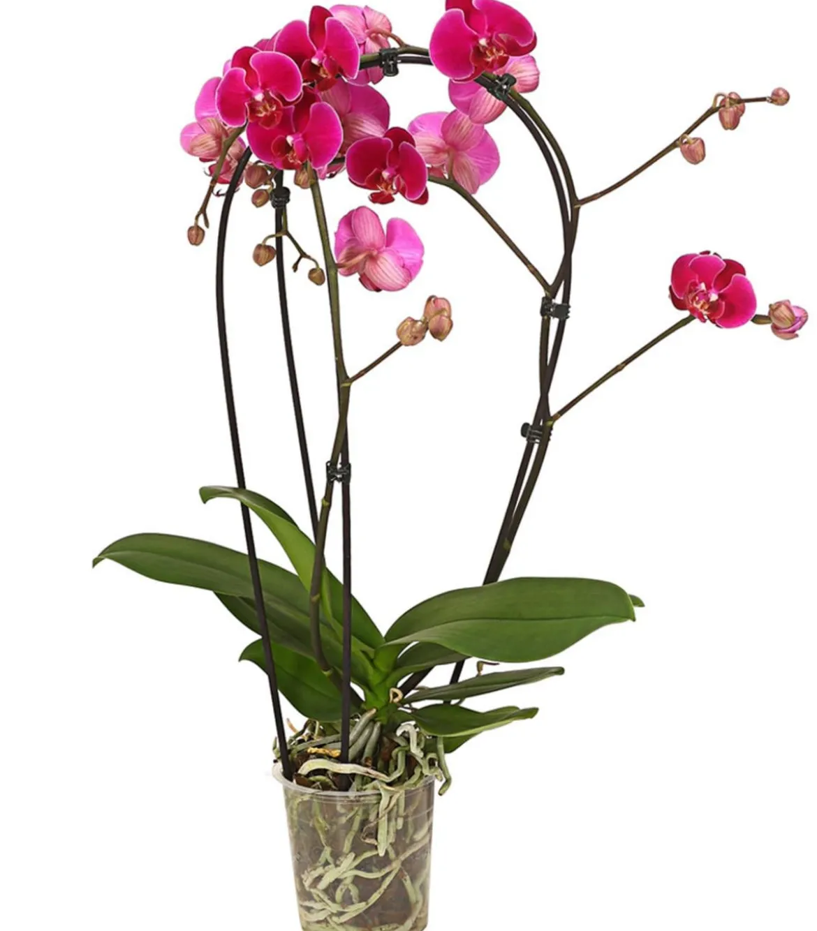 Schmetterlingsorchidee - Phalaenopsis cultivars 'Crossing', verschiedene Farben