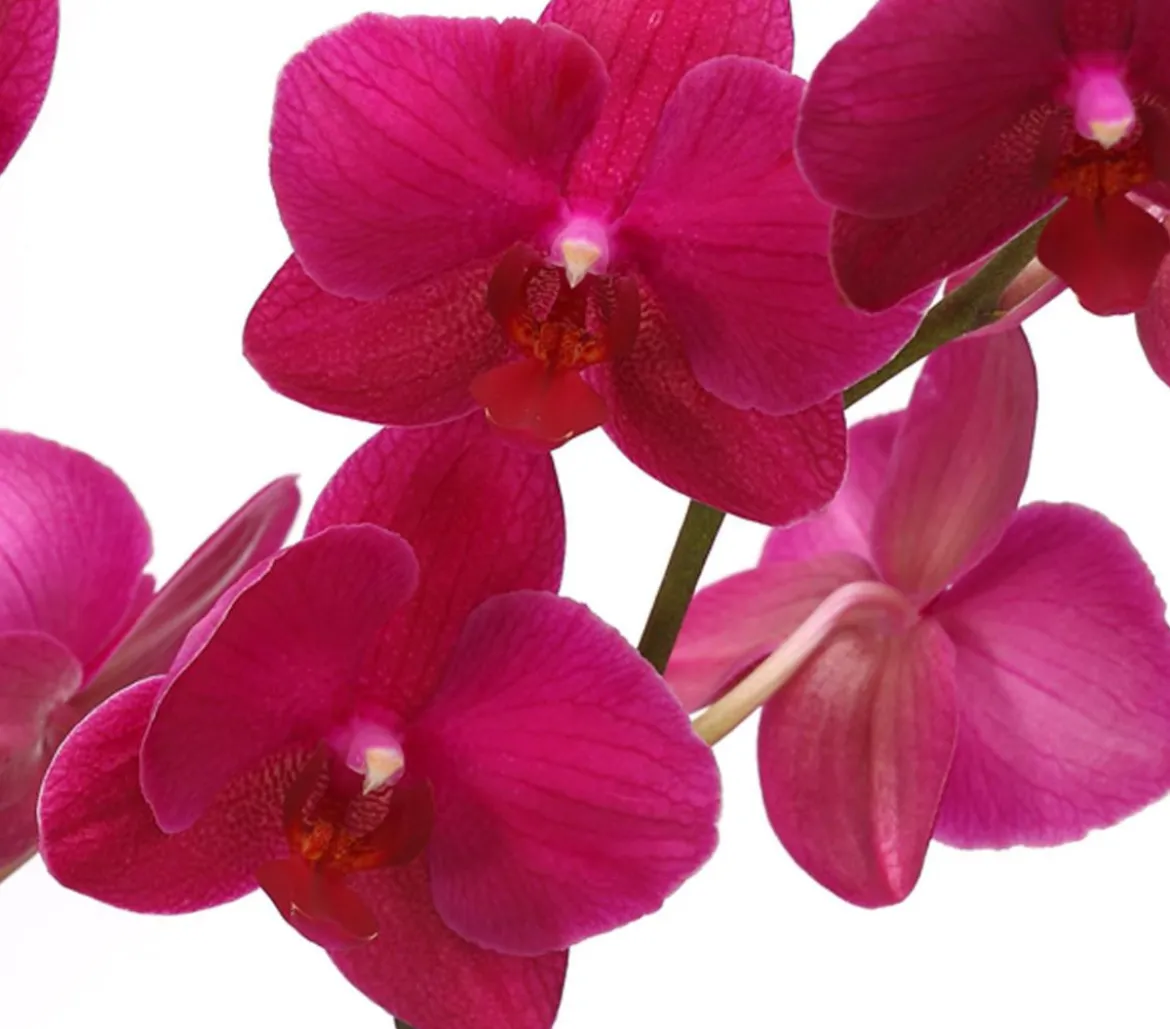 Schmetterlingsorchidee - Phalaenopsis cultivars 'Crossing', verschiedene Farben