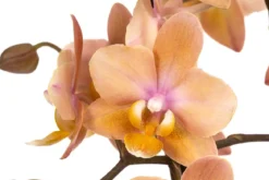Schmetterlingsorchidee - Phalaenopsis cultivars, verschiedene Farben