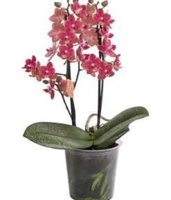 Schmetterlingsorchidee - Phalaenopsis cultivars, verschiedene Farben