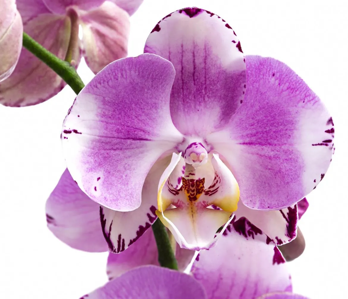 Schmetterlingsorchidee - Phalaenopsis cultivars 'Art Nouveau'