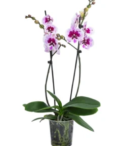 Schmetterlingsorchidee - Phalaenopsis cultivars 'Aladdin'