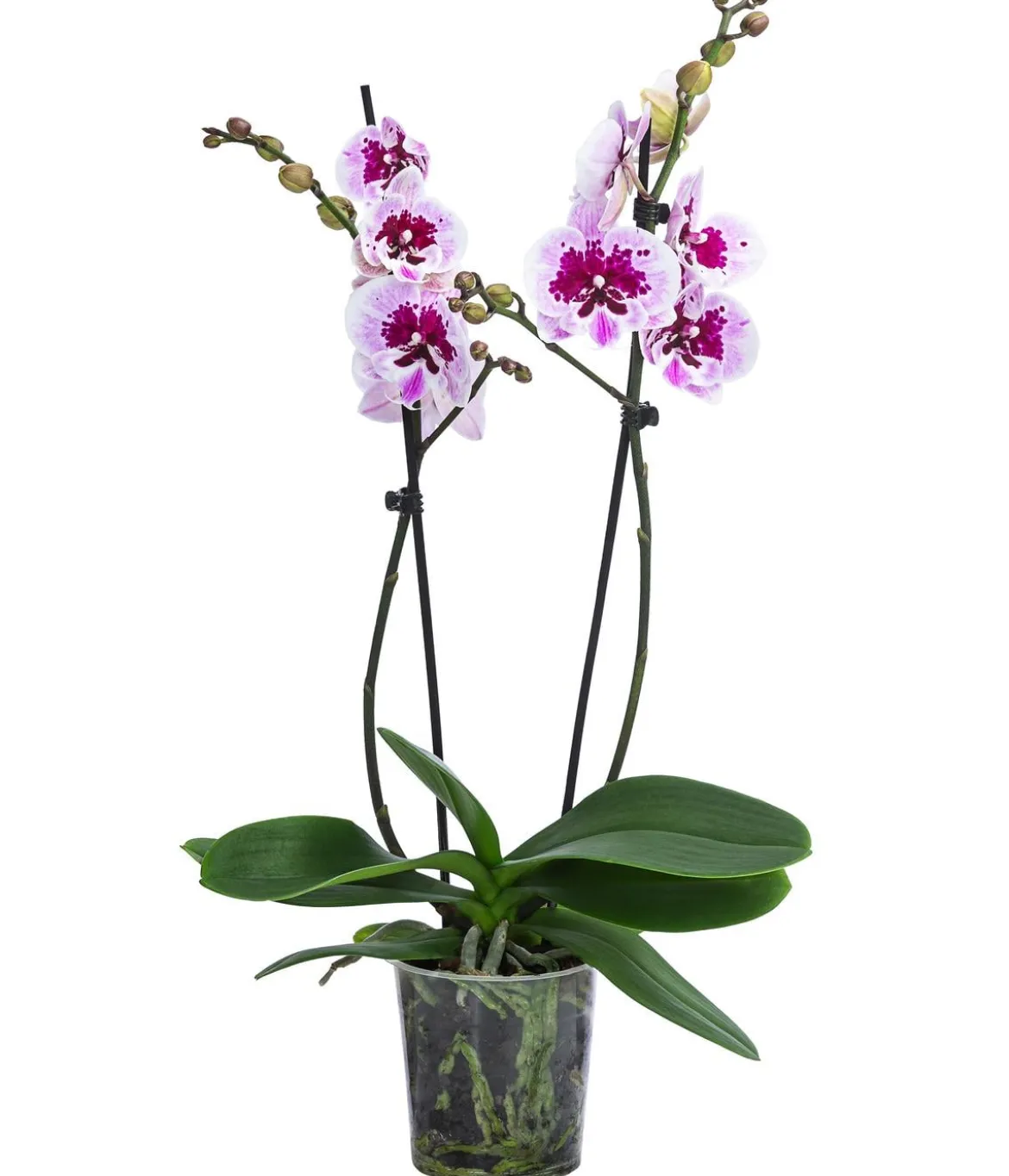 Schmetterlingsorchidee - Phalaenopsis cultivars 'Aladdin'