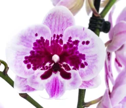 Schmetterlingsorchidee - Phalaenopsis cultivars 'Aladdin'
