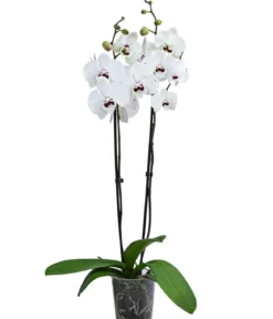 Schmetterlingsorchidee - Phalaenopsis cultivars 'Reyoung Prince'